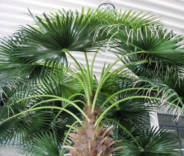 Palme mit fächerförmigen Blättern, mit Stamm, im Innenraum platziert.